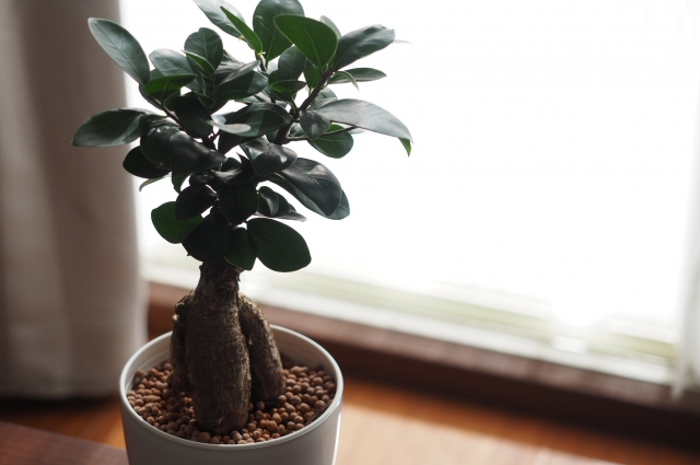 風水 北西に置くといいもの おすすめのカーテンと観葉植物 フクさんの開運ブログ