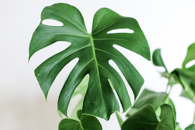 植物